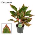 Aglaonema CRETE