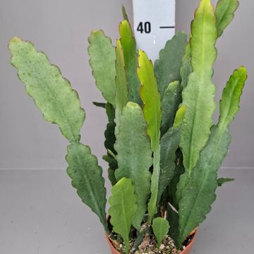 Epiphyllum 'Sarah Courant'
