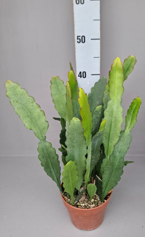 Epiphyllum 'Sarah Courant'