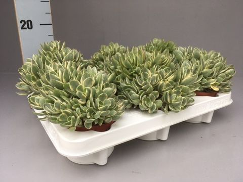 Crassula swaziensis 'Variegata'