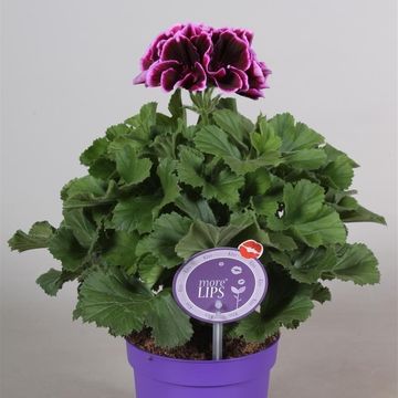 Pelargonium 'Denise'