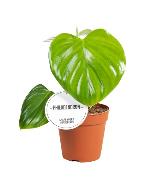Philodendron henry-pittieri