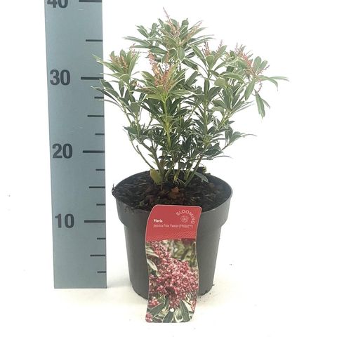 Pieris japonica POLAR PASSION