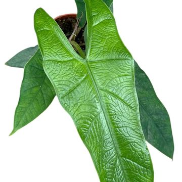 Alocasia sulawesi 'Green Carpet'