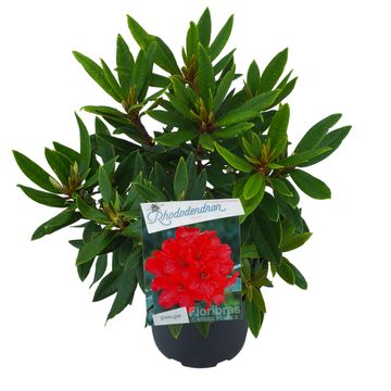 Rhododendron 'Vulcan'