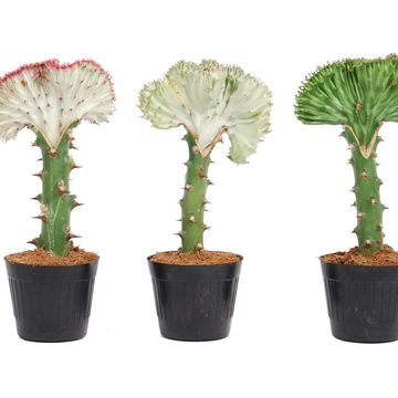 Euphorbia lactea CRISTATA MIX