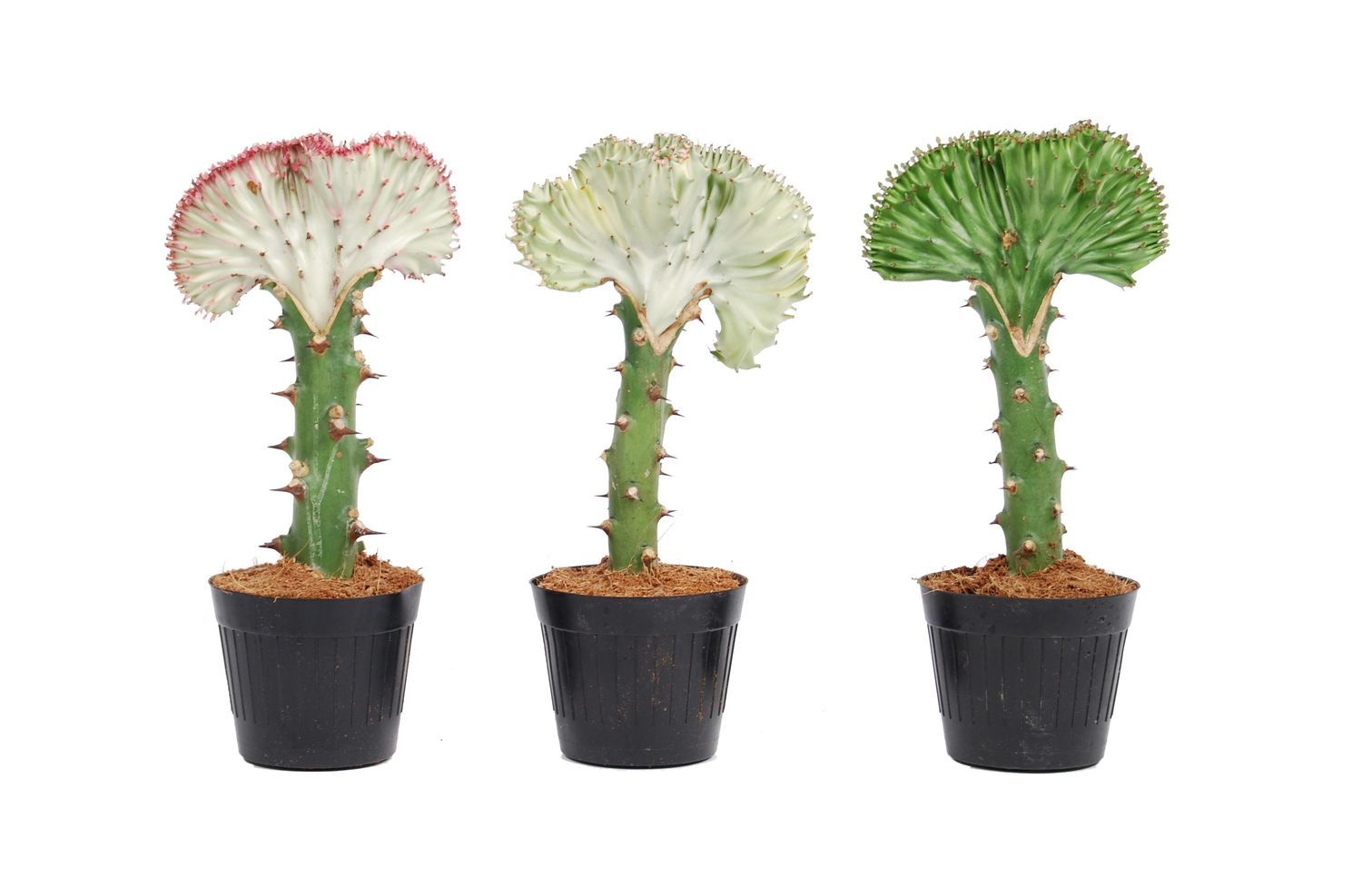 Mélange D'euphorbes X2 - Plant In A Box - Euphorbia 'lactea' - Hauteur 25-30cm