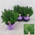 Aster SHOWMAKERS MIX IN POT