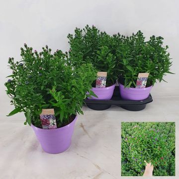Aster SHOWMAKERS MIX IN POT