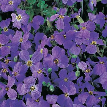 Aubrieta 'Cascade Purple'