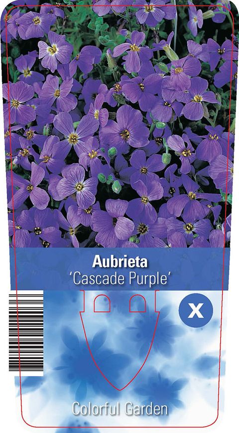 Aubrieta 'Cascade Purple'