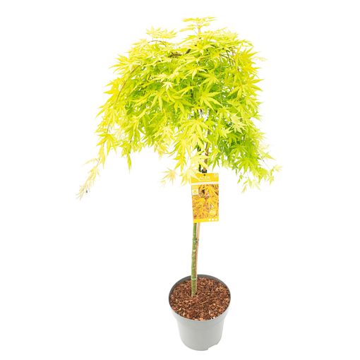 Acer palmatum CASCADE CITRINE