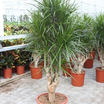 Dracaena marginata