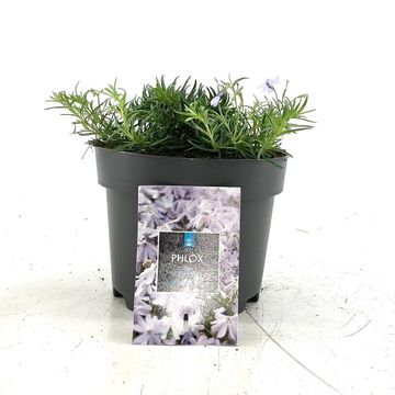 Phlox 'Emerald Cushion Blue'