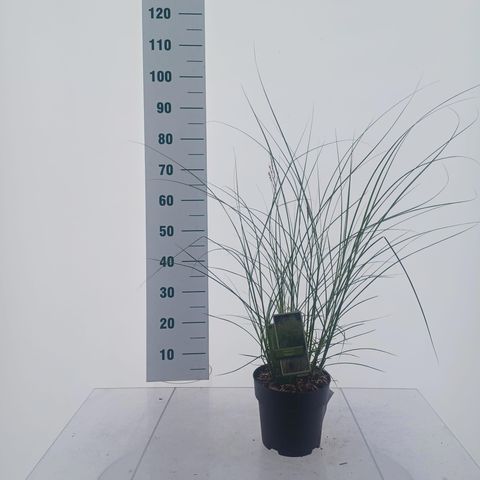 Miscanthus sinensis 'Adagio'