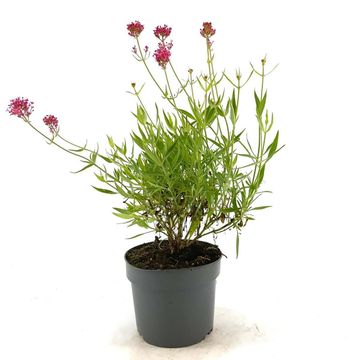 Centranthus ruber 'Coccineus'