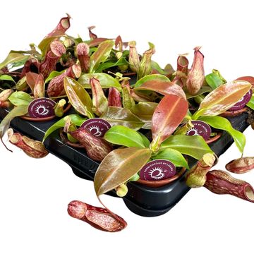 Nepenthes 'Gaya'