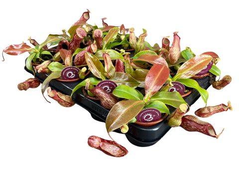 Nepenthes 'Gaya'