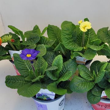 Primula INARA MIX