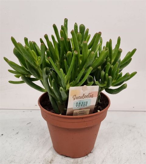 Crassula ovata 'Horntree'