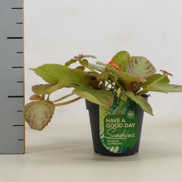 Episcia cupreata 'Tierra Plata'