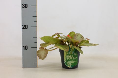 Episcia cupreata 'Tierra Plata'