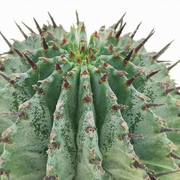 Euphorbia horrida