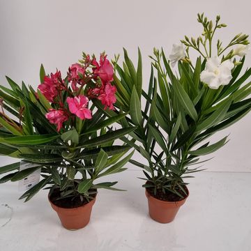 Nerium oleander MIX