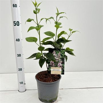 Syringa vulgaris BEAUTY OF MOSCOW