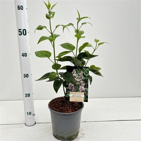 Syringa vulgaris BEAUTY OF MOSCOW