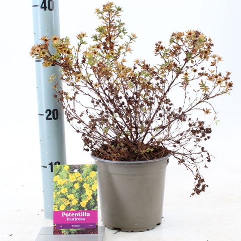 Potentilla fruticosa 'Kobold'