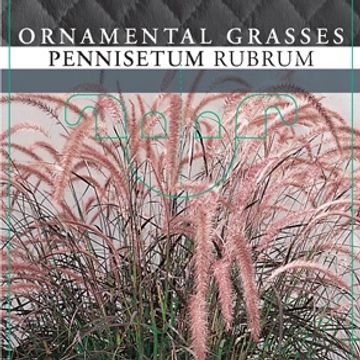 Pennisetum advena 'Rubrum'