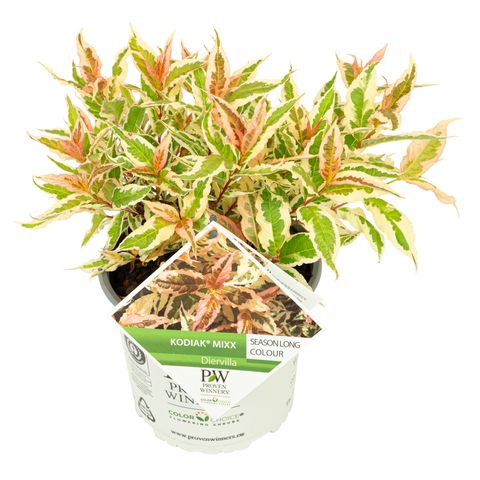 Diervilla x splendens KODIAK MIXX