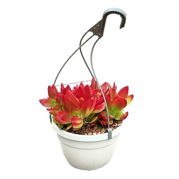 Crassula capitella 'Campfire'