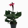 Canna 'Cannova Rose'