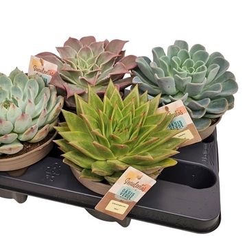 Echeveria MIX