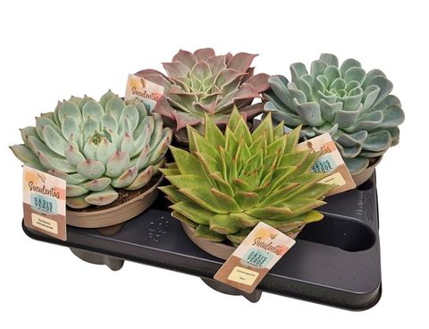 Echeveria MIX
