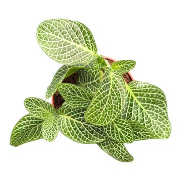 Fittonia albivenis