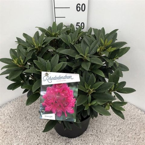 Rhododendron 'Anah Kruschke'