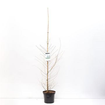 Larix decidua