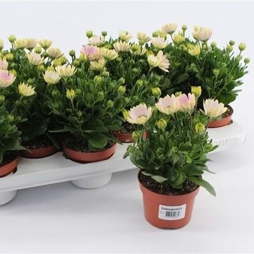 Osteospermum CAPE DAISY SOFTLY PINK IMP