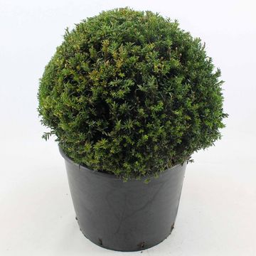 Taxus baccata