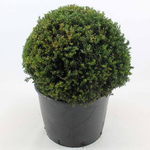 Taxus baccata