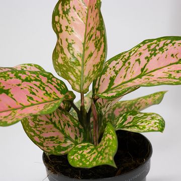 Aglaonema 'Hawkeye'