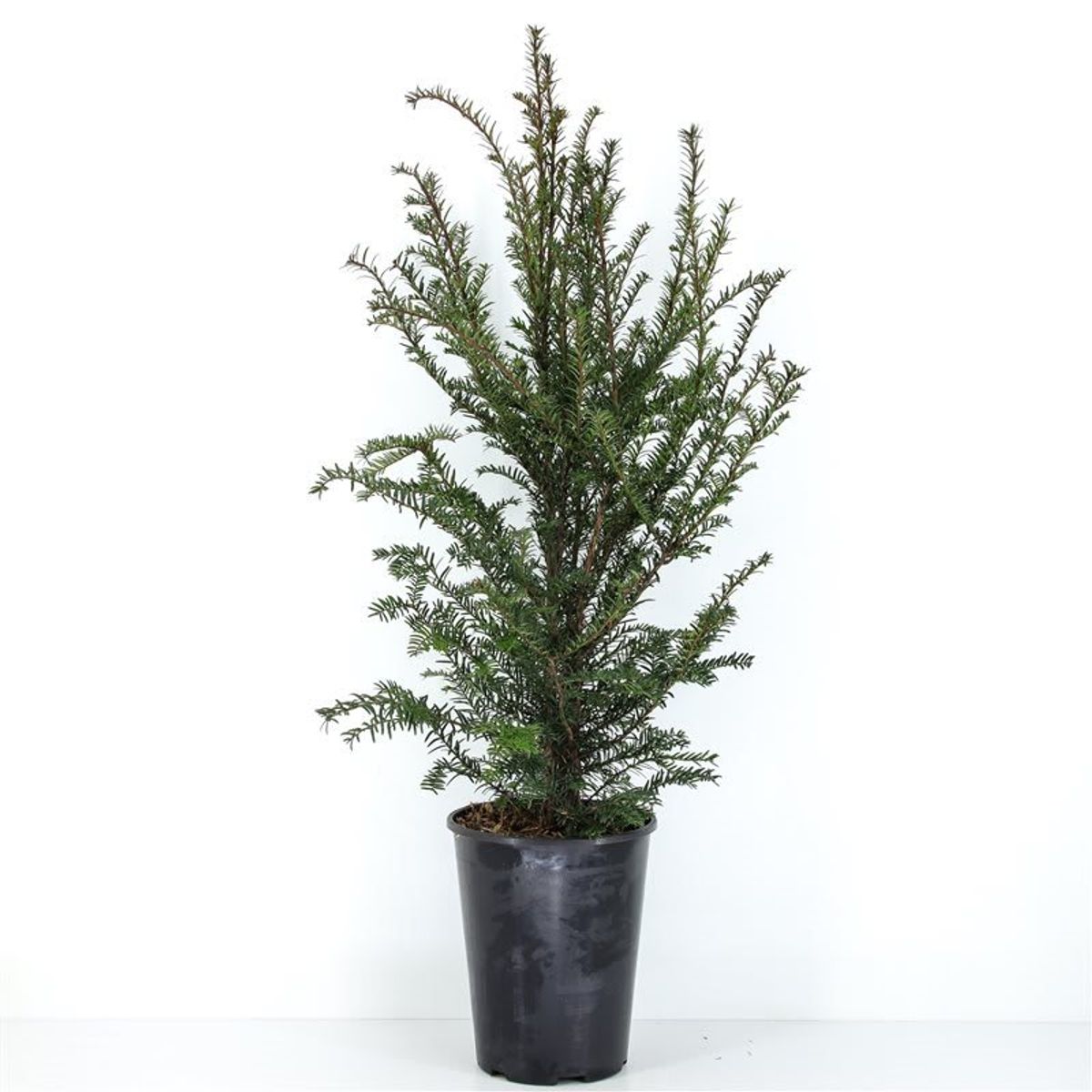 Taxus baccata — Plant Wholesale FlorAccess