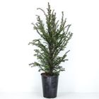 Taxus baccata