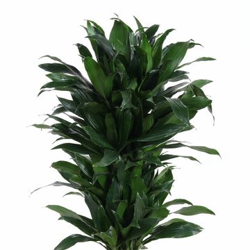 Dracaena fragrans 'Green Jewel'