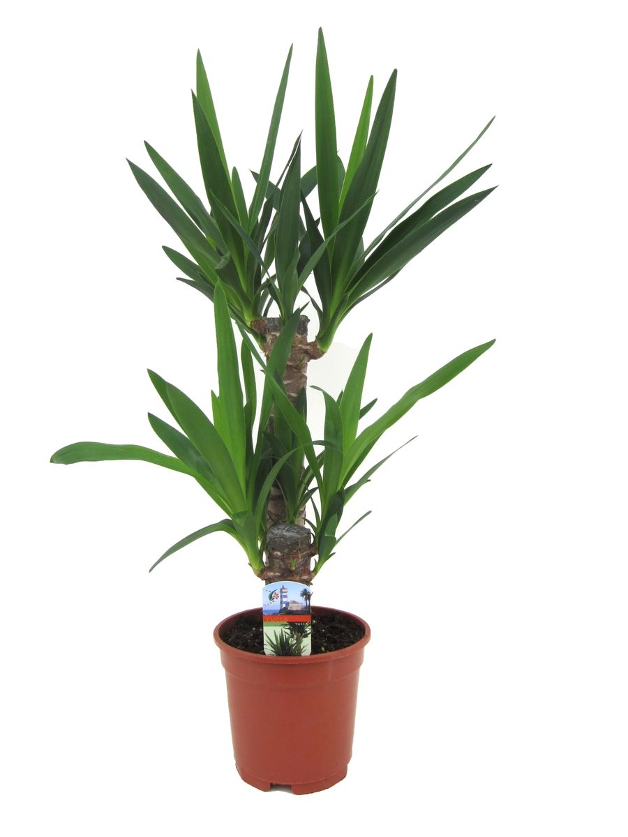 Yucca elephantipes — Pflanzengroßhandel FlorAccess