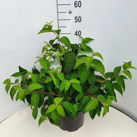 Viburnum plicatum 'Mariesii'