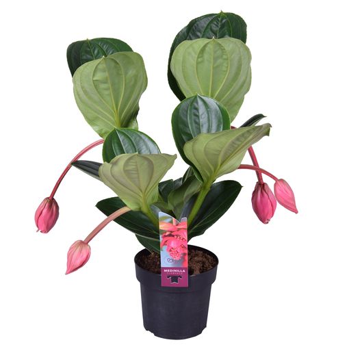 Medinilla magnifica 'Flamenco'